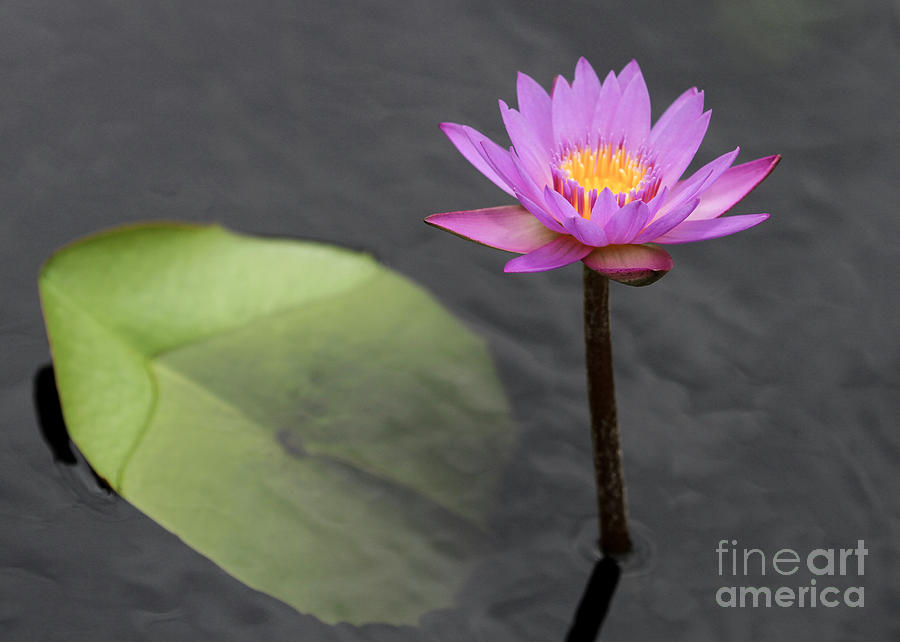 Claude Monet Photograph - Tall and Pink Water Lily by Sabrina L Ryan