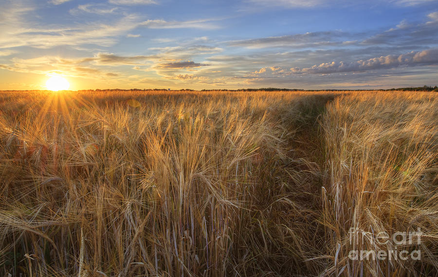 Tall Barley Photograph by Dan Jurak