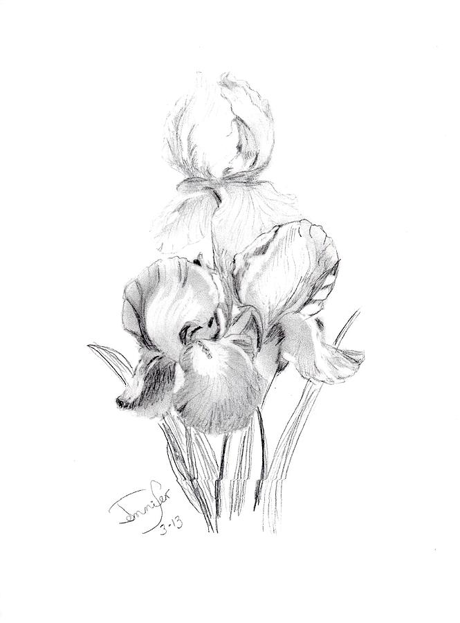 Tall Bearded Iris Drawing by Jennifer Ransom Fine Art America