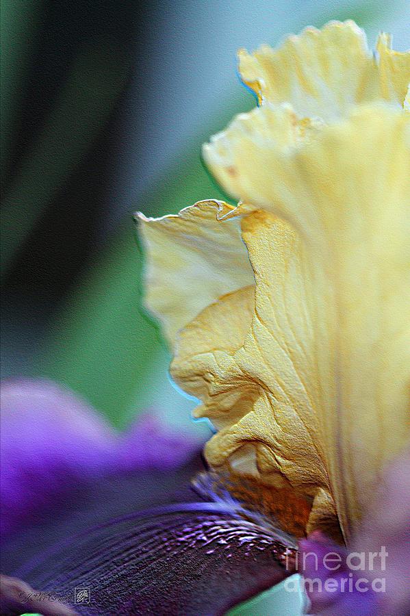 Flower Digital Art - Tall Bearded Iris named Final Episode by J McCombie