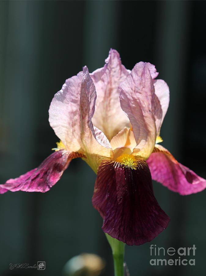 Tall Bearded Iris named Indian Chief Photograph by J McCombie