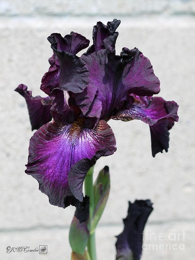 Flower Photograph - Tall Bearded Iris named Rosalie Figge by J McCombie