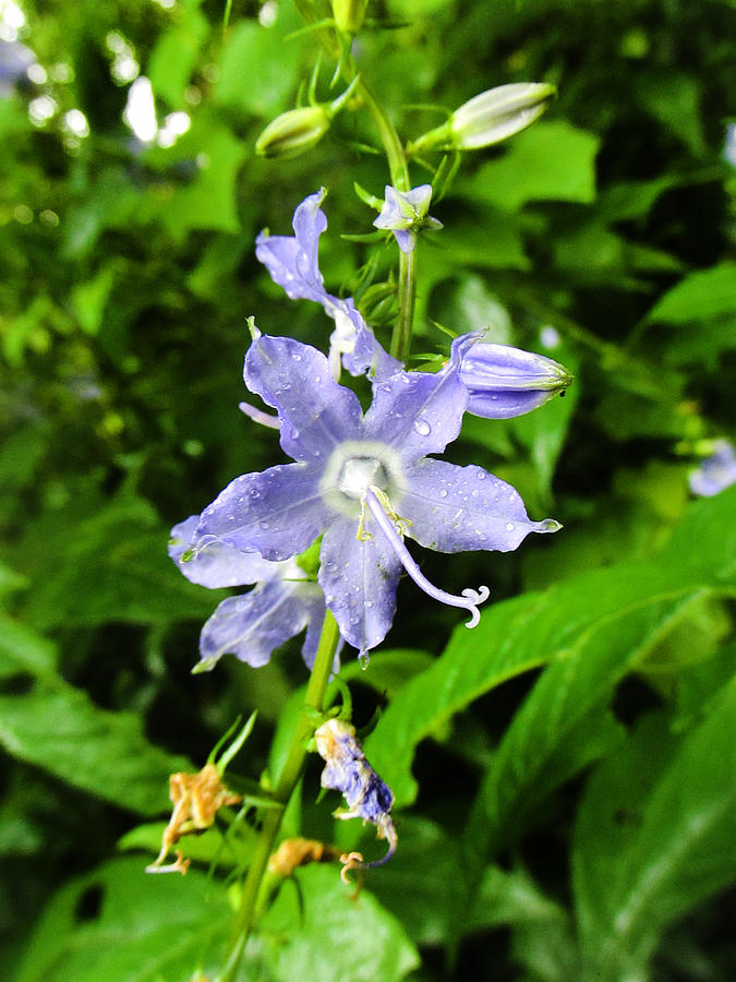 Tall Bellflower Photograph by Laree Alexander Fine Art America