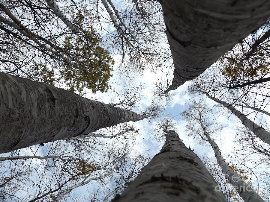 Tall Birches Photograph by Erick Schmidt