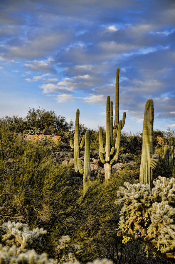 Tall Cactus Photograph by Jon Berghoff - Fine Art America