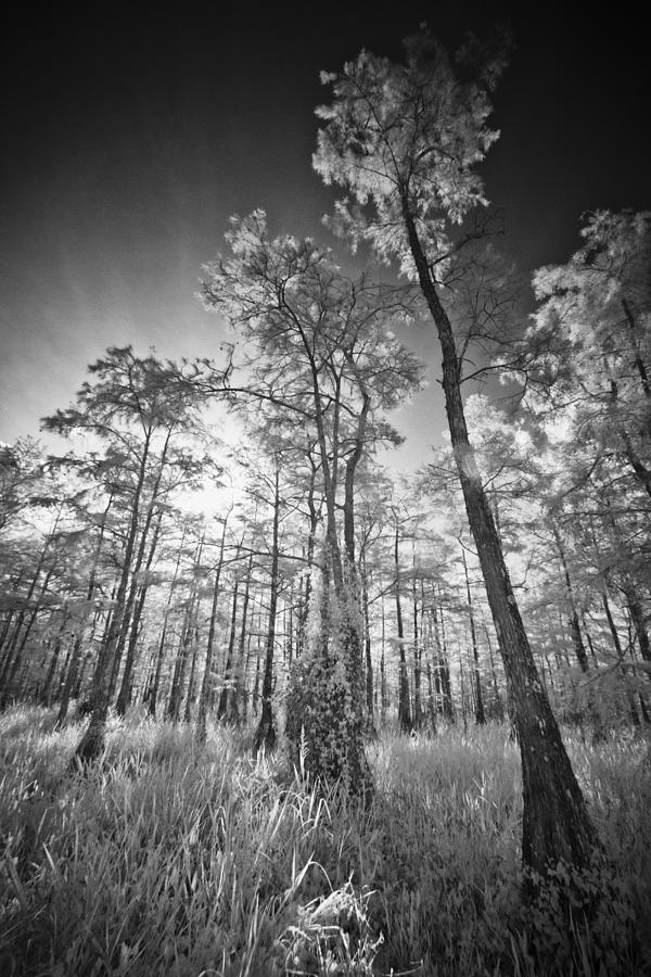 Tall Cypress Trees Photograph