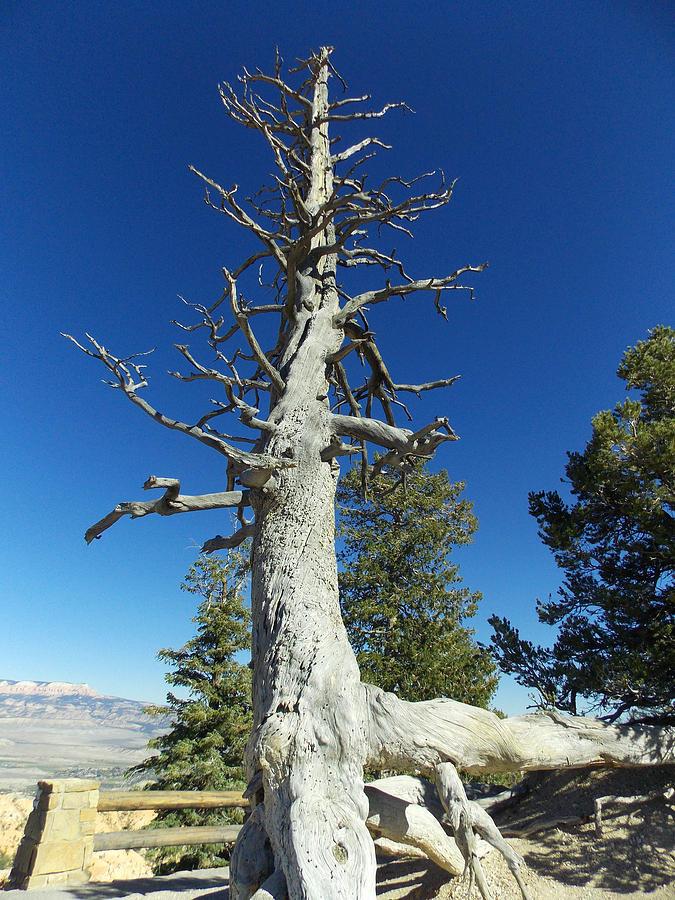Tall Dead Tree At Byrce Photograph by Jens Larsen