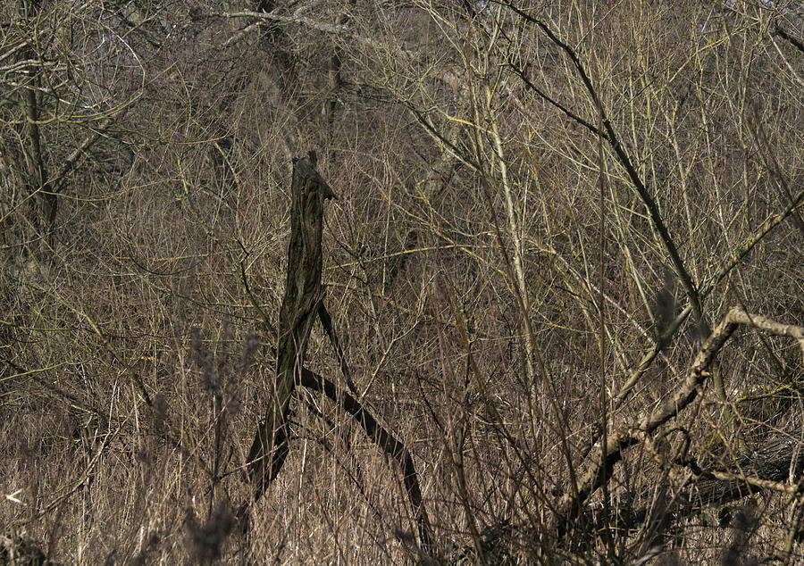 Tall fox in Hardwick Woods Photograph by Jerry Daniel