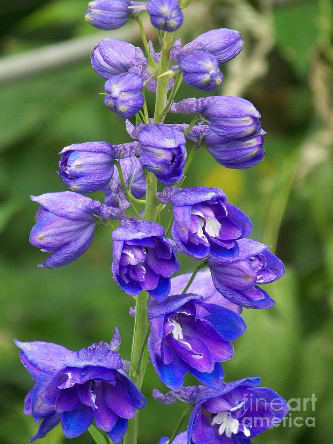 Blue Flowers Photograph by Eunice Miller