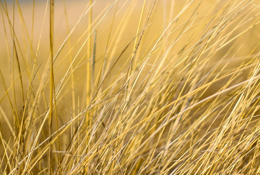 Tall Golden Grass Photograph by Anthony Doudt