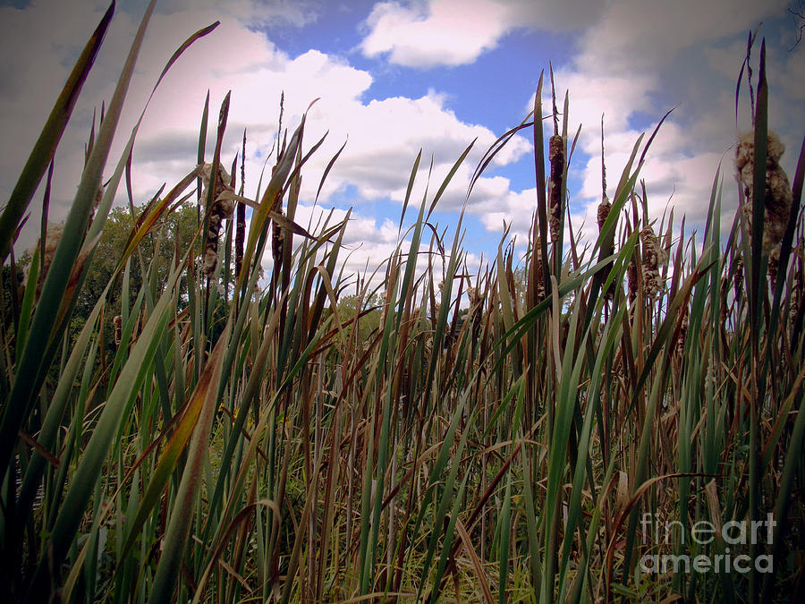 Tall Grass And Blue Sky Photograph