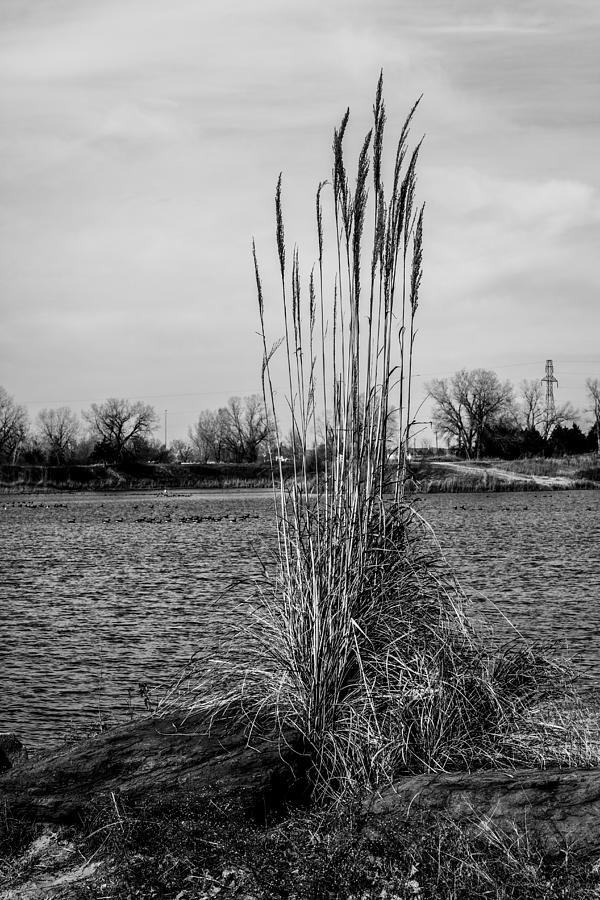 Tall Grass Photograph by Doug Long