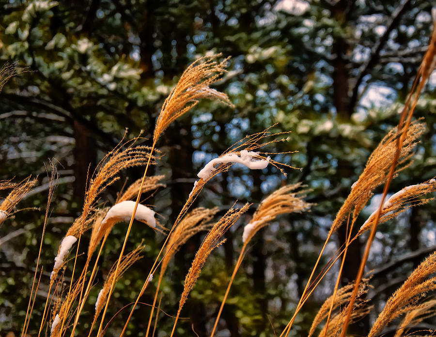 Tall grass in winter Photograph by Flees Photos