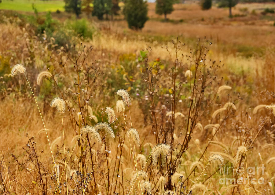 Tall Grass of Gettysburg Photograph by SCB Captures