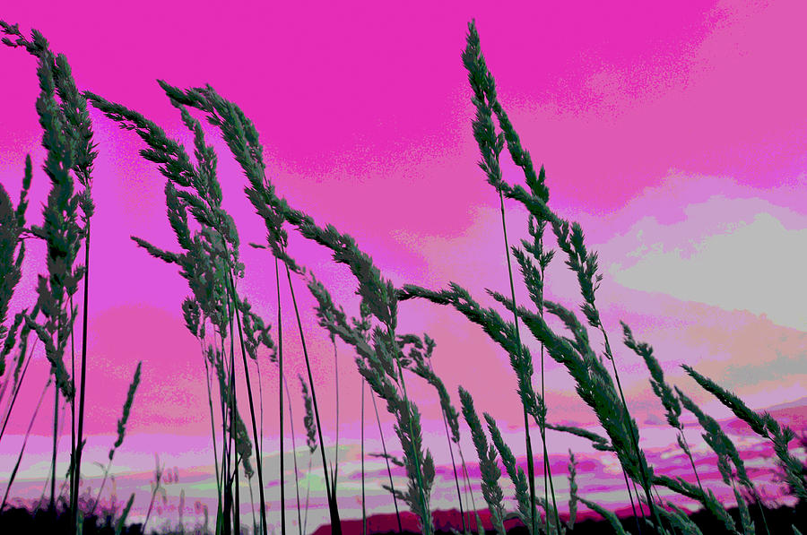 Tall Grass Pink Sunset Digital Art by Lisa Holland-Gillem