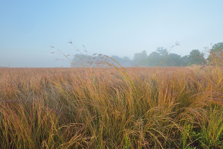 Tall Grass Prairie at Sunrise Photograph by Dean Pennala - Fine Art America