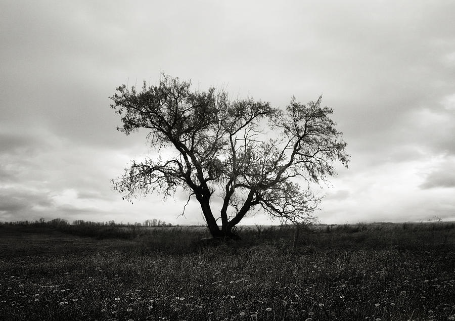 Tree Photograph - Tall Grass Romance  by J C