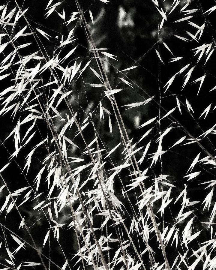 Tall Grass Photograph by Timothy Bulone