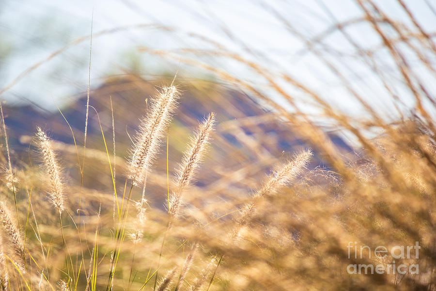 Grains in the Sun Photograph by Alanna DPhoto