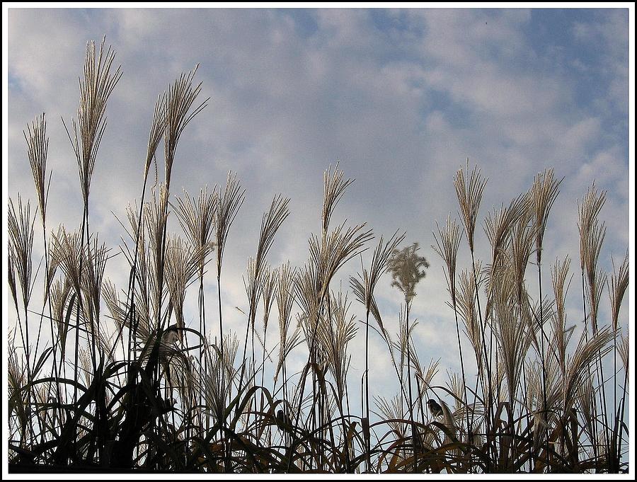 Tall Grasses and Blue Skies Photograph by Dora Sofia Caputo