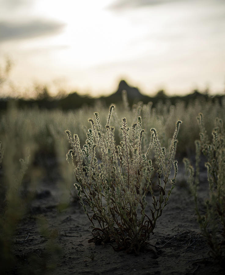 Tall Grasses Are Backlit By The Setting Photograph by David Zentz ...