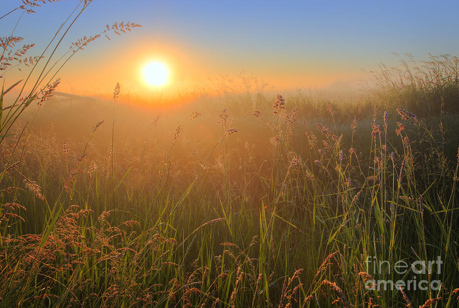 Summer Photograph - Tall Grasses by Dan Jurak