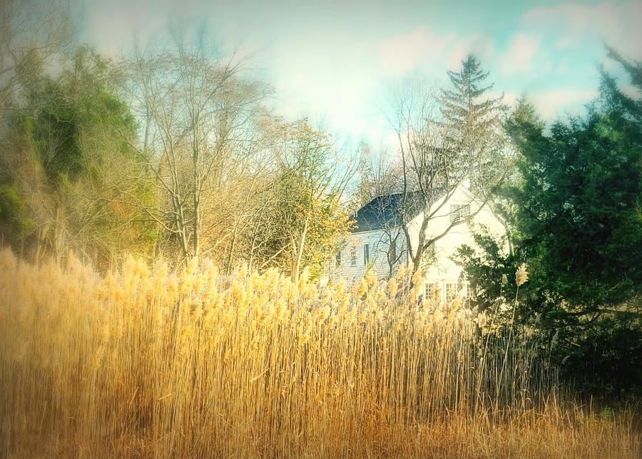 Tall Grasses  Photograph by Diana Angstadt