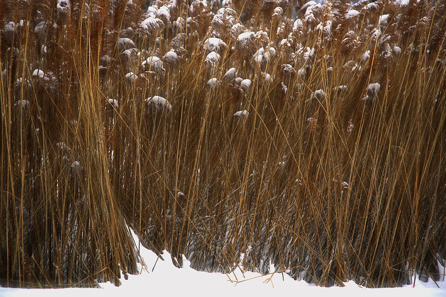 Tall Grasses in Winter Photograph by Jim Vance