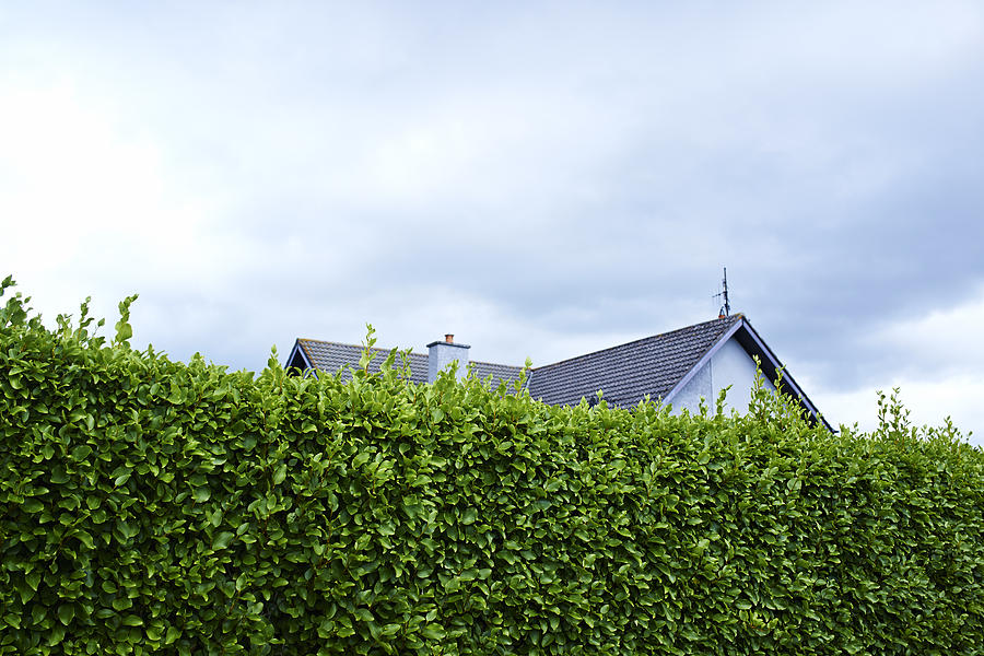 Tall green boundary hedge with house behind Photograph by Jpm