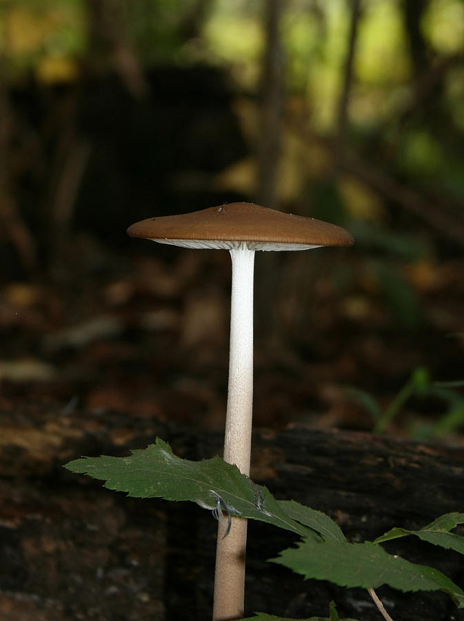 Tall Mushroom Photograph by Karen Harrison Brown