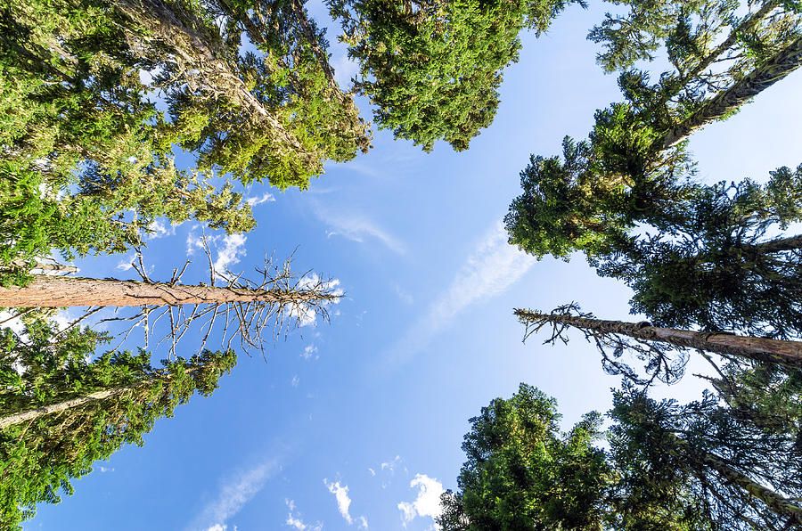 Nature Photograph - Tall Pine Trees by Jess Kraft