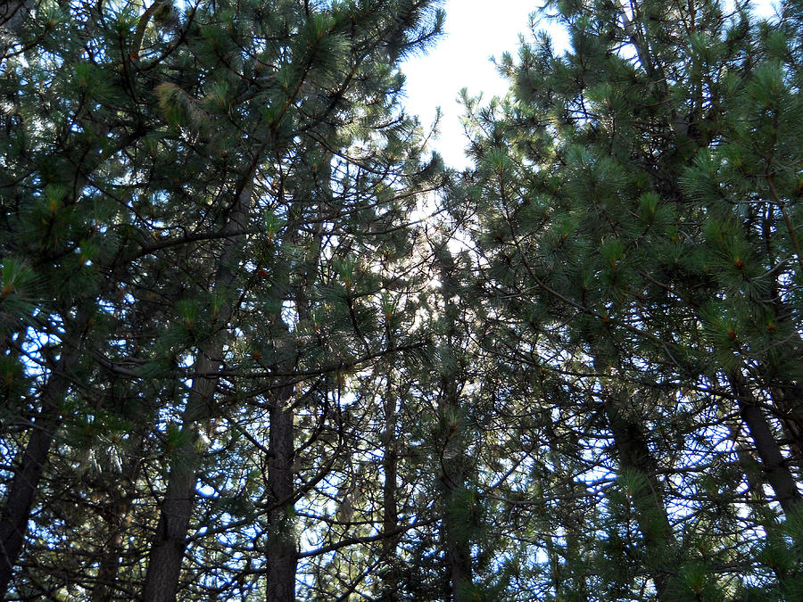 Tall Pines Photograph by Eric Forster