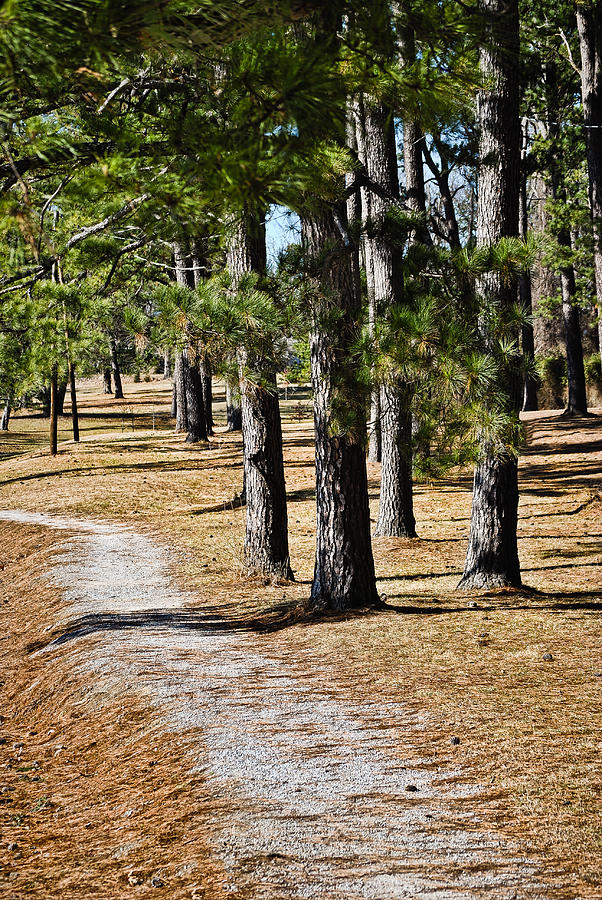 Tall Pines Walking Trail Photograph by Greg Jackson