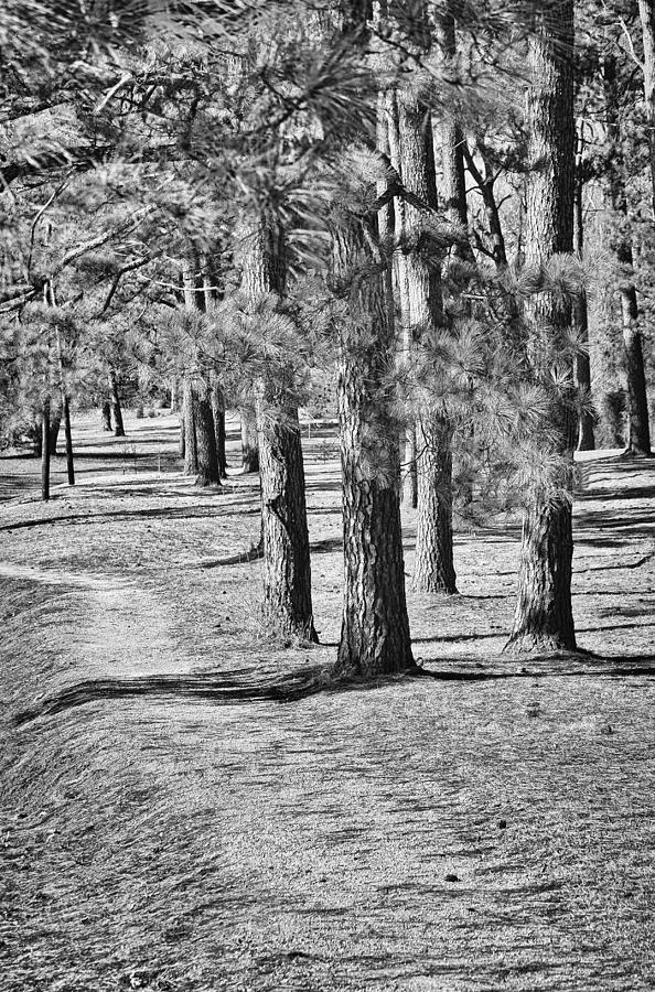 Tall Pines Walking Trail in b/w Photograph by Greg Jackson
