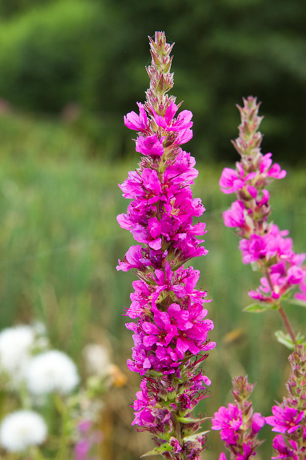 Tall Pink Lythrum Plantsgrowing Near A River by Fizzy Image