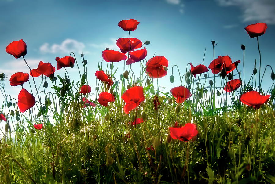 Tall Poppies Photograph by Photo Art By Mandy