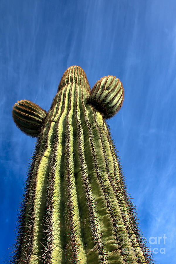 Tall Saguaro Cactus Photograph by Robert Bales