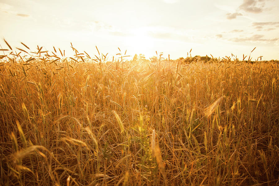 Tall Stalks Of Wheat In Crop Field Photograph by Aliyev Alexei Sergeevich