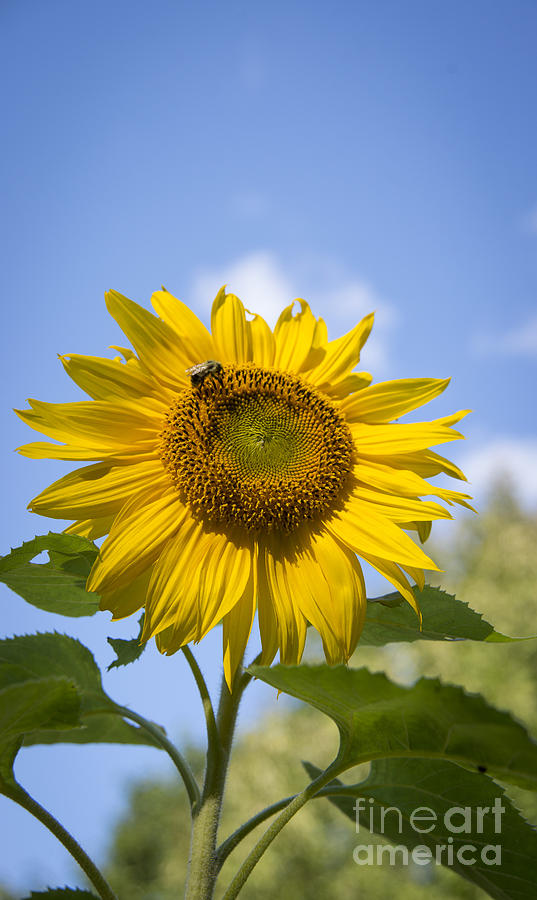 Tall Sunflower Photograph by Alana Ranney