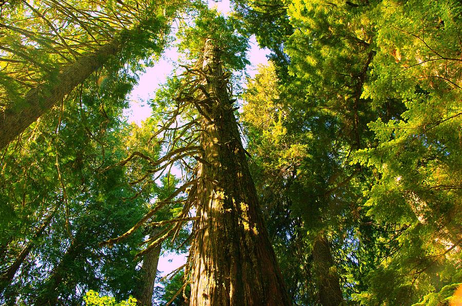 Tall Tall Trees Photograph by Jeff Swan