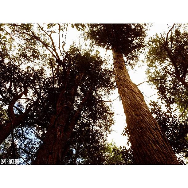 Tall Tall Trees Photograph by Mark T Ewing