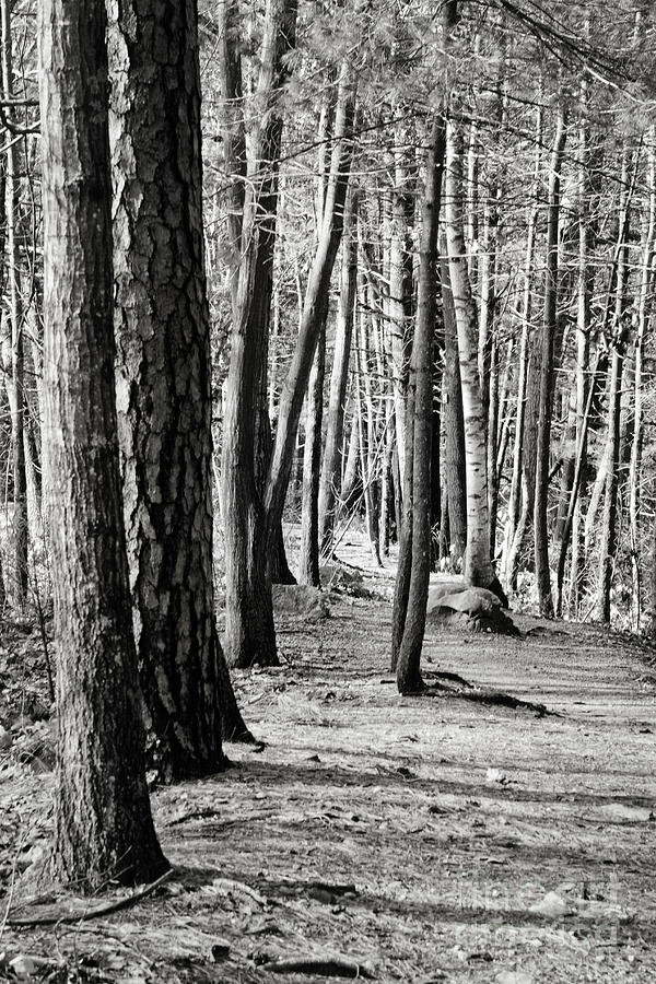 Tall Timbers Photograph by A New Focus Photography | Fine Art America