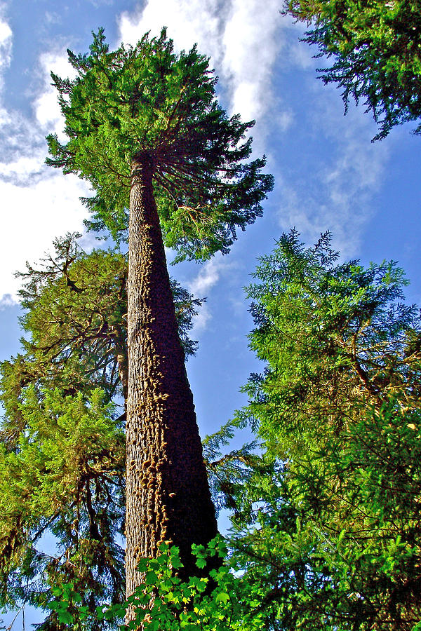 Tall Tree in Hall of Mosses in Hoh Rain Forest in Olympic National Park