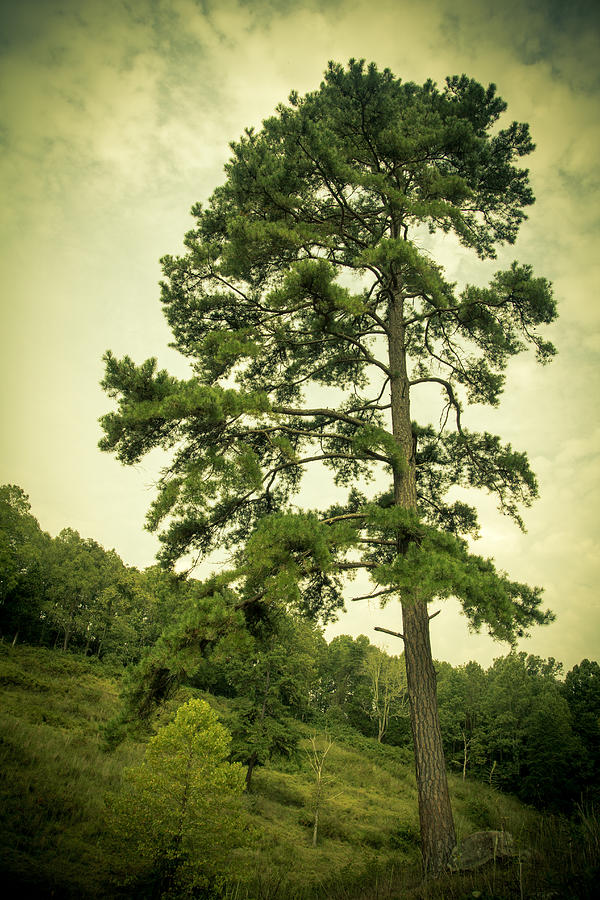 Nature Photograph - Tall Tree by Shane Holsclaw