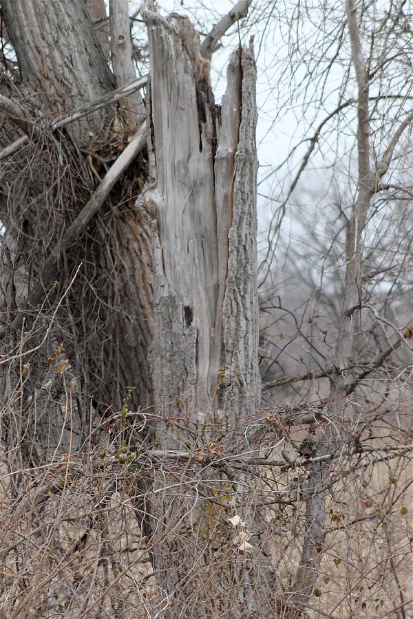Tall Tree Stump Photograph by Wayne Williams Fine Art America