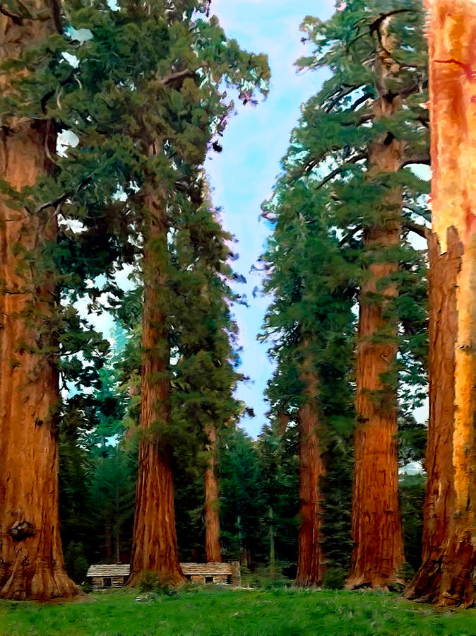 Yosemite National Park Photograph - Tall Trees in Yosemite National Park by Bob and Nadine Johnston