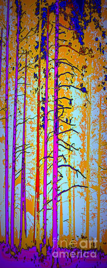 Tree Photograph - Tall Trees by Irma BACKELANT GALLERIES