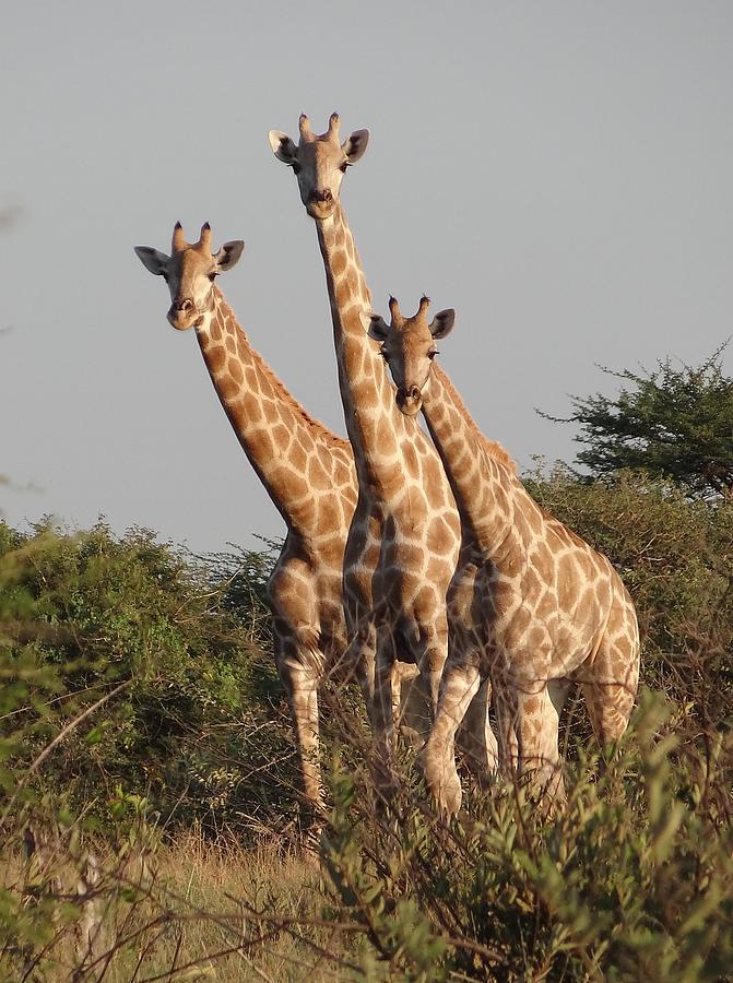 Giraffe Photograph - Tall Trio by Bruce W Krucke