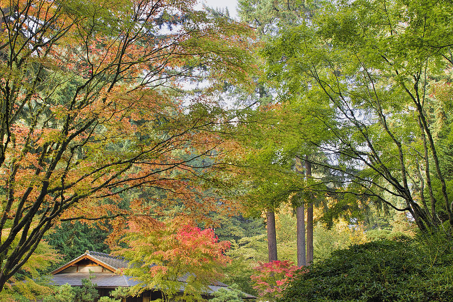 Tall Upright Japanese Maple Tree in Fall Photograph by David Gn