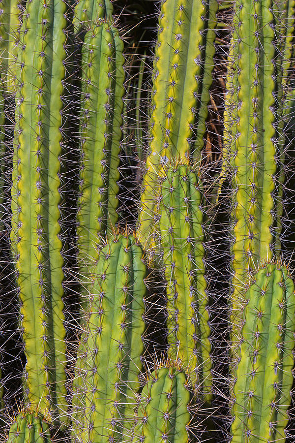 Tall Vertical Cacti from Arizona Cactus Garden Photograph by Ken Wolter